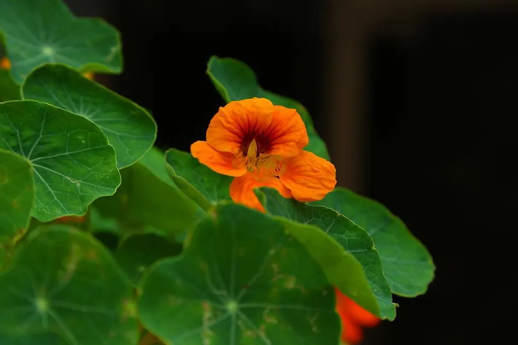 Pavithram Homestay Munnar